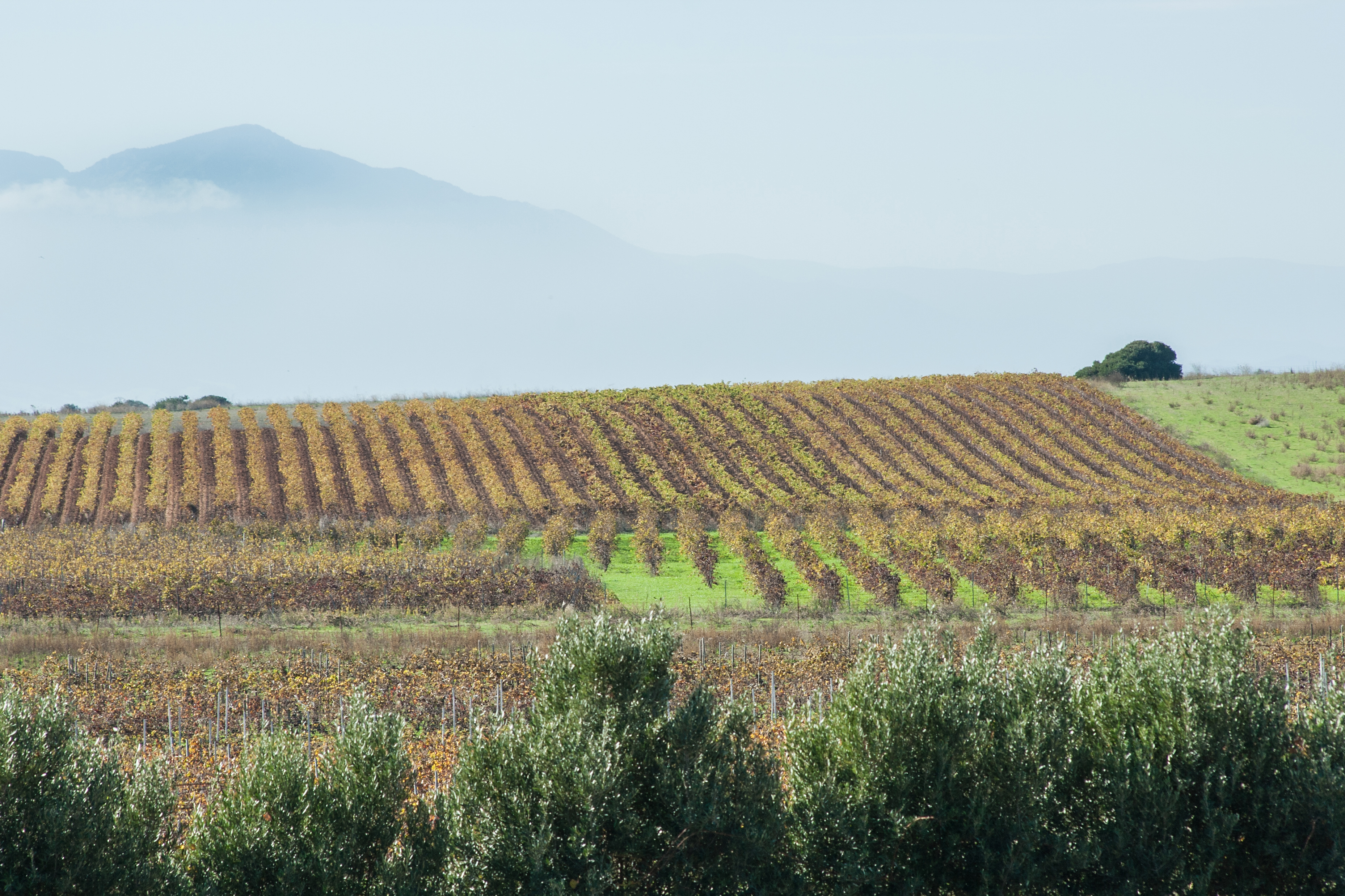 Weinanbaugebiet auf Sardinien