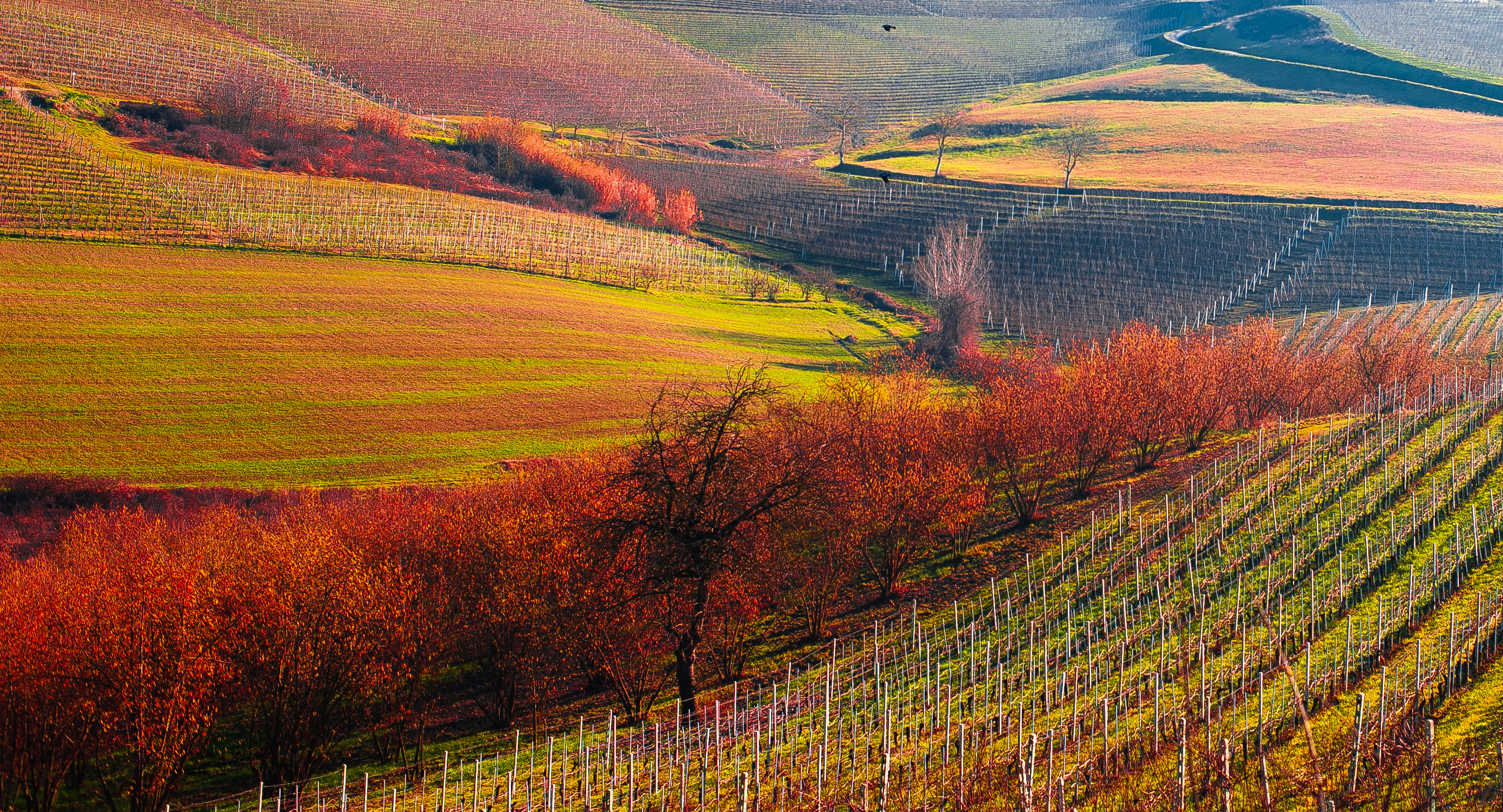 Weinhang im Piemont