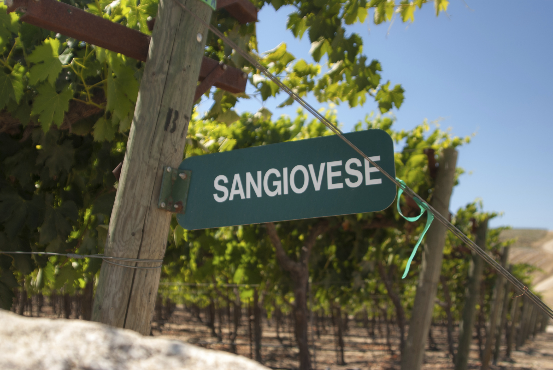 Sangiovese: Die harmonische Rebsorte