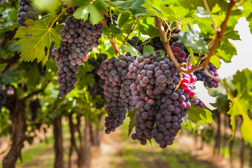 Rote Trauben im Weinberg