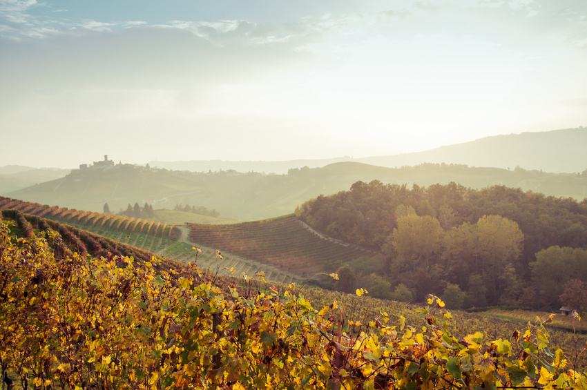 Panorama Weinberge Italiens