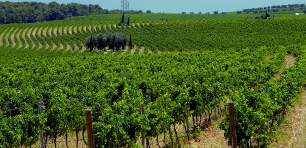 Wein aus Apulien: Mehr als Massenware