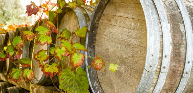 Vom Hang bis in die Flasche: Wie Weinherstellung genau funktioniert