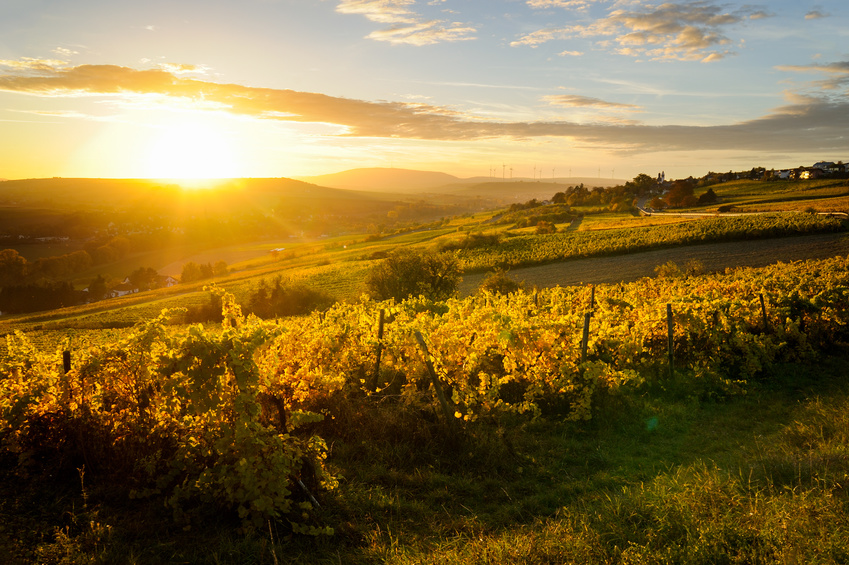 Wein aus dem Aostatal: Steile Terrassen im Valle d'Aosta