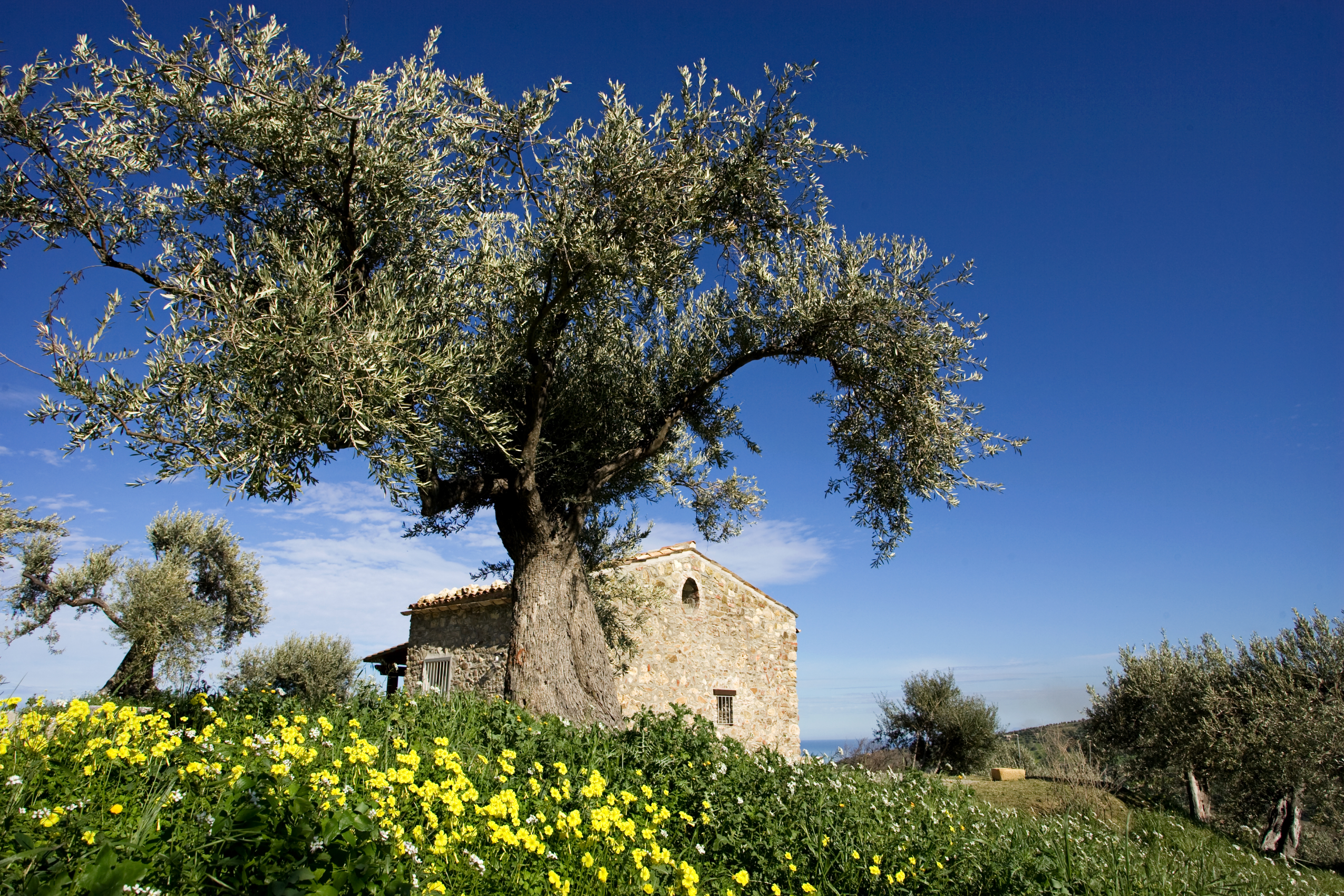 Altes Bauernhaus mit Olivenbaum auf Sizilien